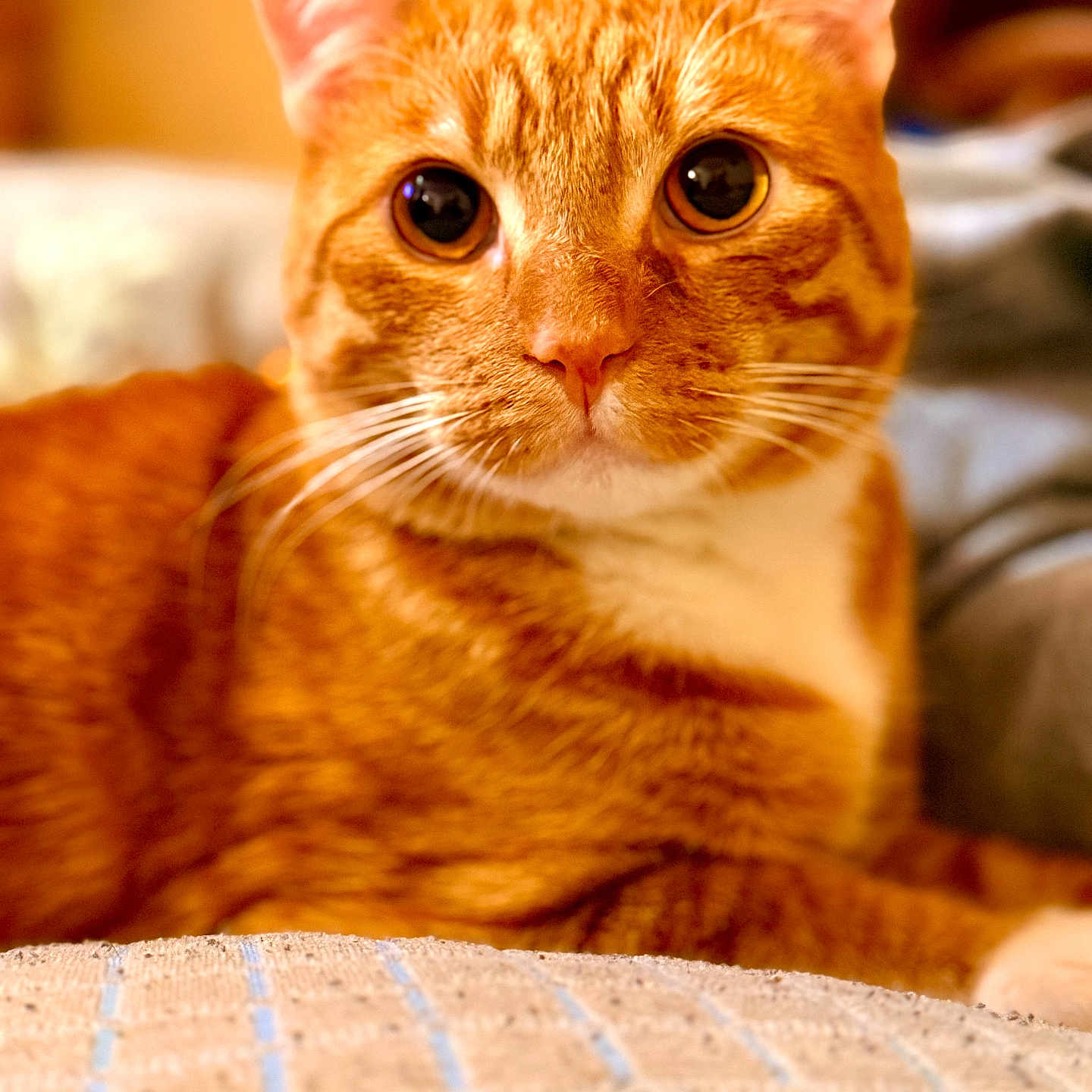 Romeo is registered to the contest to win money with this photo: cat, orange_tabby, close_up, pet, animal, whiskers, fur, eyes, portrait, indoor, cozy, relaxed, cute, mammal, domestic_animal, feline, focused, soft_background, warm_lighting, resting