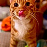 Romeo joined the competition — help win amazing prizes! cat, orange_tabby, tongue_out, close_up, whiskers, pet, feline, cute, indoor, curious, animal, mammal, fur, portrait, eyes, playful, domestic_cat, soft_light, focus, expression