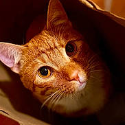 Romeo joined the competition — help win amazing prizes! cat, orange_tabby, paper_bag, curious, whiskers, closeup, pet, indoor, warm_light, fur, cute, animal, face, eyes, playful, cozy, domestic_cat, looking_up, portrait, feline