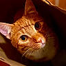 cat, orange_tabby, paper_bag, curious, whiskers, closeup, pet, indoor, warm_light, fur, cute, animal, face, eyes, playful, cozy, domestic_cat, looking_up, portrait, feline