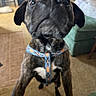 dog, brindle, harness, indoor, carpet, furniture, curious, playful, close_up, pet, canine, ears, nose, whiskers, animal, living_room, background_blur, brown, black, white