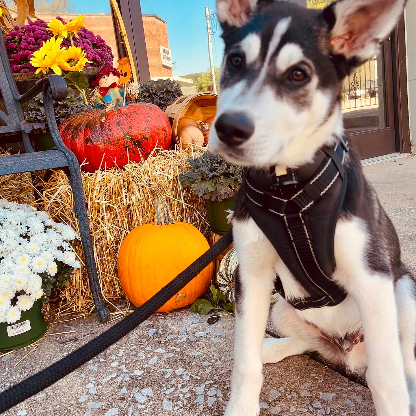 Ajax joined the competition — help win amazing prizes! accessories, animal, architecture, building, canine, dog, flower, food, husky, outdoors, person, pet, plant, pottedplant, produce, puppy, shelter, squash, strap, walkingdog