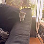 Blessing is registered to the contest to win money with this photo: kitten, cat, couch, armrest, indoor, sunlight, curtain, window, floor, cozy, pet, furniture, small_animal, home, domestic_animal, curious, young, animal, soft_light, quiet