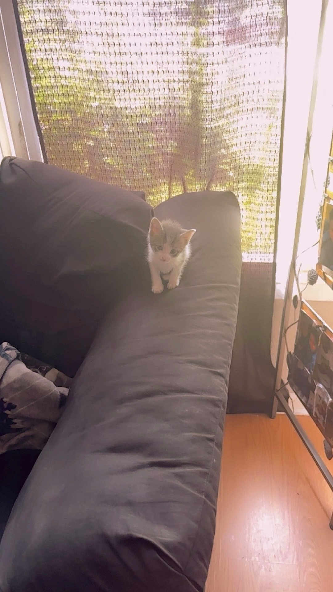 Blessing is registered to the contest to win money with this photo: kitten, cat, couch, armrest, indoor, sunlight, curtain, window, floor, cozy, pet, furniture, small_animal, home, domestic_animal, curious, young, animal, soft_light, quiet