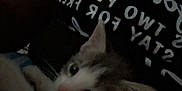 Blessing is registered to the contest to win money with this photo: kitten, cat, animal, pet, indoor, dark, blanket, person, shirt, text, resting, cute, feline, young, ears, whiskers, fur, closeup, cozy, home