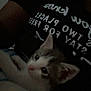 kitten, cat, animal, pet, indoor, dark, blanket, person, shirt, text, resting, cute, feline, young, ears, whiskers, fur, closeup, cozy, home