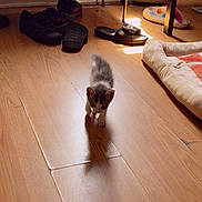 Blessing is registered to the contest to win money with this photo: kitten, cat, floor, wooden_floor, shadow, pet_bed, shoes, shoe_rack, indoor, sunlight, small, walking, cozy, home, animal, feline, curious, young, domestic, cute