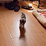 kitten, cat, floor, wooden_floor, shadow, pet_bed, shoes, shoe_rack, indoor, sunlight, small, walking, cozy, home, animal, feline, curious, young, domestic, cute
