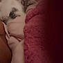 Blessing is registered to the contest to win money with this photo: kitten, sleeping, blanket, cozy, soft, warm, fur, pet, cute, snuggle, indoor, resting, pink, beige, animal, young, small, comfort, relaxation, portrait