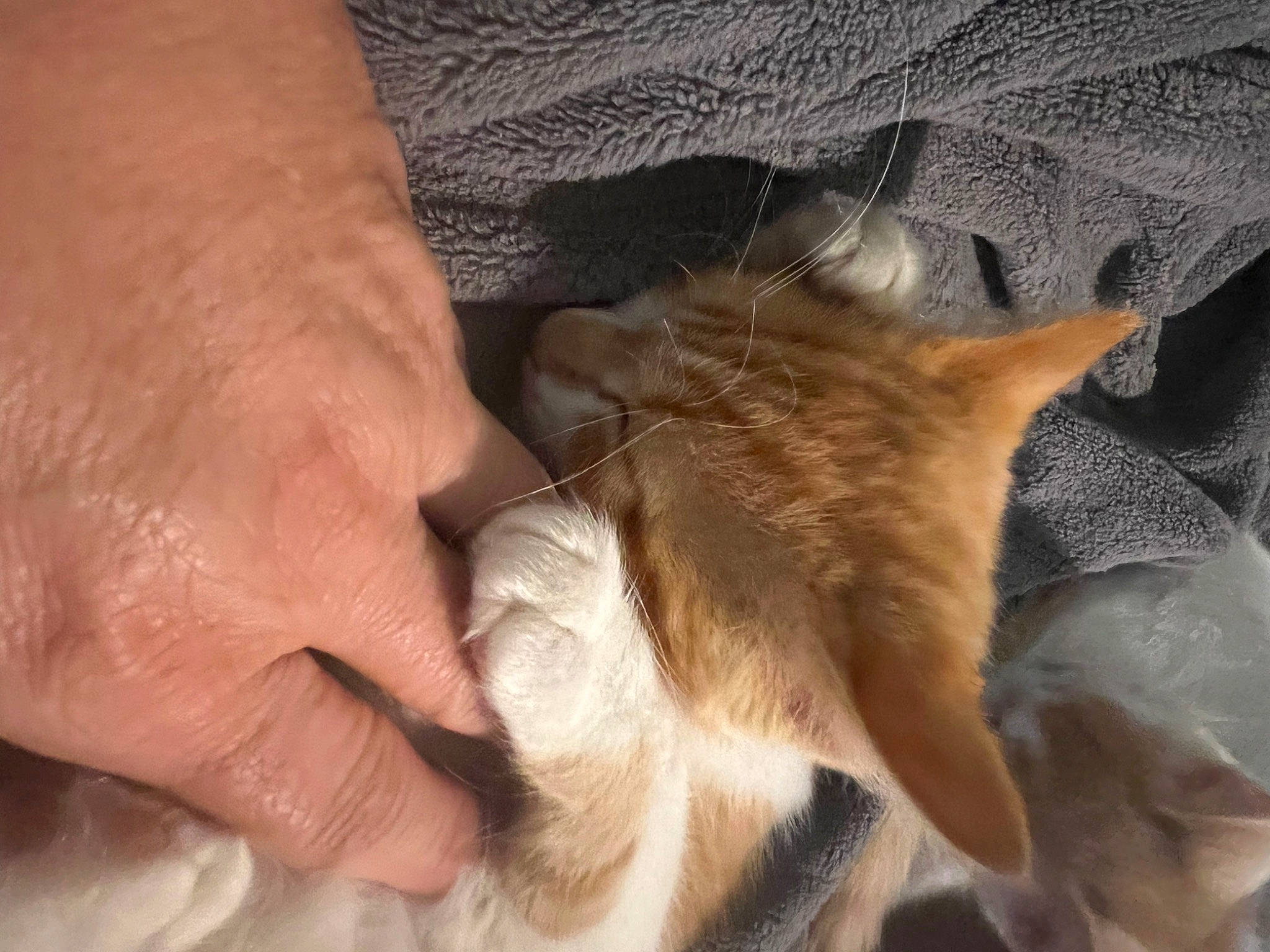 Blossom joined the competition — help win amazing prizes! canidae, carnivore, cat, claw, comfort, dog_breed, domestic_short_haired_cat, fawn, felidae, fur, hand, nail, nap, paw, small_to_medium_sized_cats, sporting_group, tail, whiskers