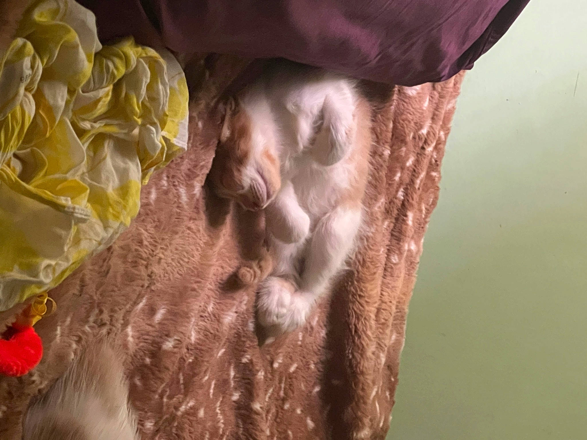 Blossom is registered to the contest to win money with this photo: beard, child, cut_flowers, dress, eyelash, flesh, flower, garden_roses, grass, hand, happy, peach, petal, plant, rose, rose_family, rose_order, soil, tree, wrinkle