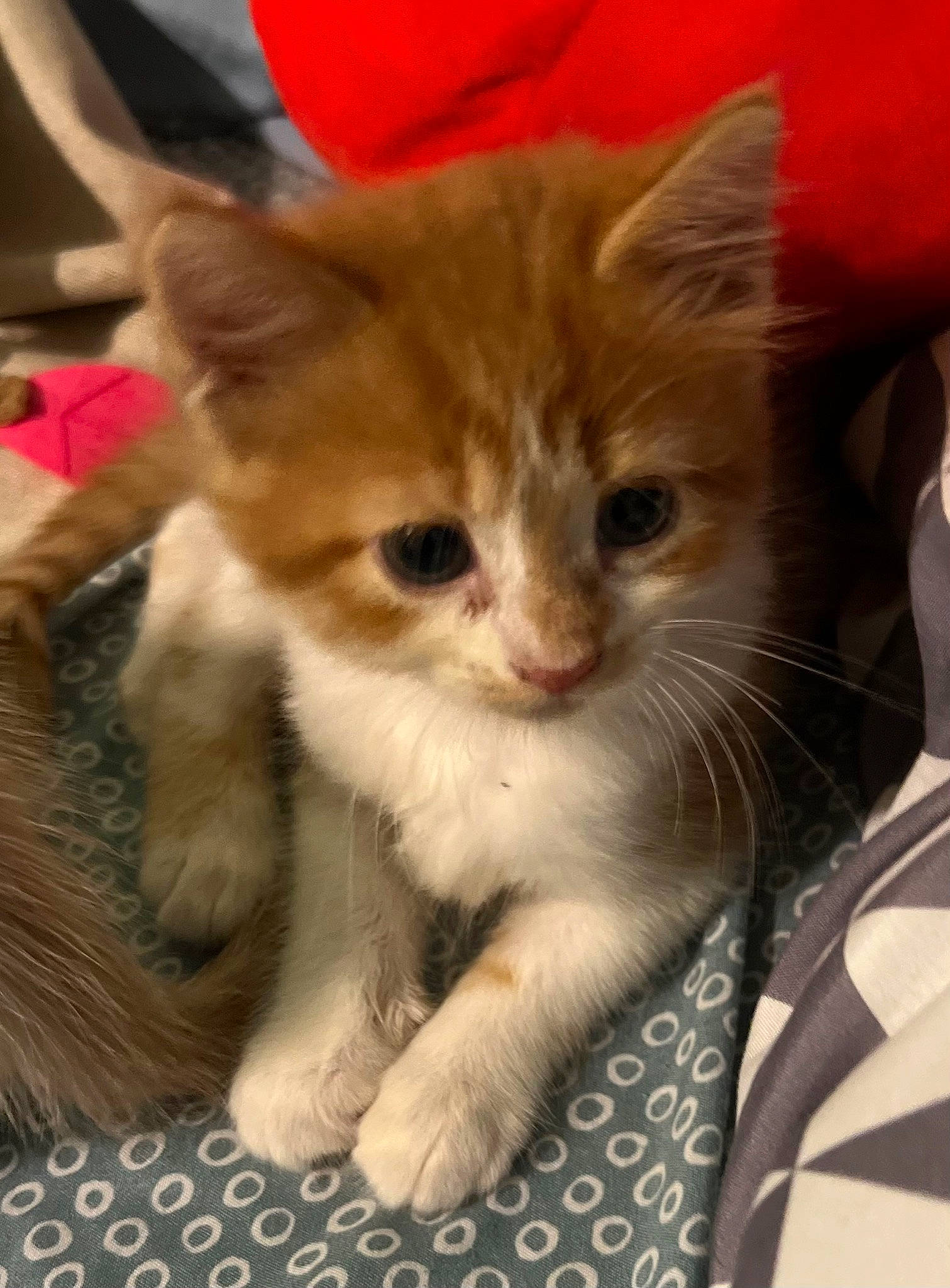 Blossom joined the competition — help win amazing prizes! carnivore, cat, claw, domestic_short_haired_cat, fawn, felidae, fur, paw, small_to_medium_sized_cats, snout, tail, whiskers