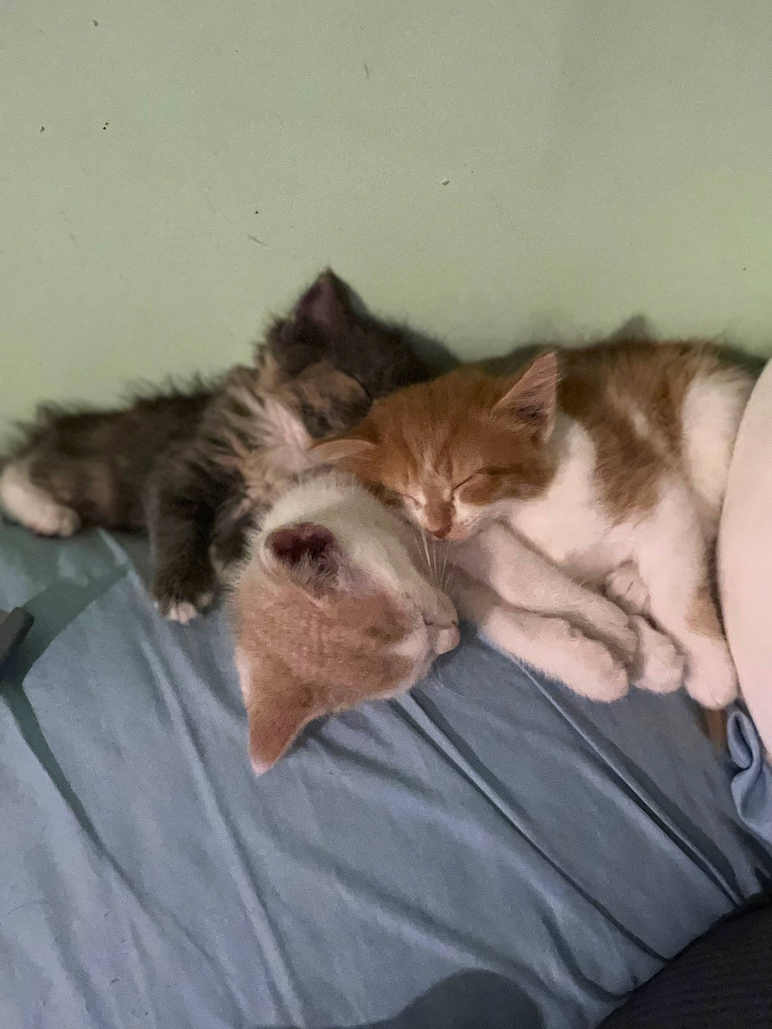 Blossom joined the competition — help win amazing prizes! bed, canidae, carnivore, cat, comfort, companion_dog, dog_breed, domestic_short_haired_cat, ear, fawn, felidae, fur, linens, liver, nap, paw, small_to_medium_sized_cats, sporting_group, tail, whiskers