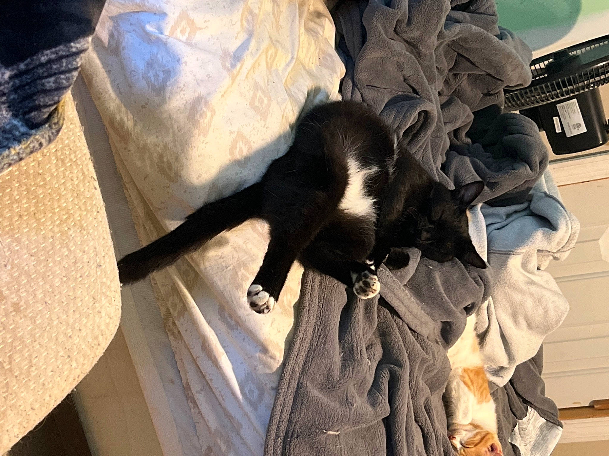 Kitkat joined the competition — help win amazing prizes! black_cat, canidae, carnivore, cat, claw, comfort, companion_dog, computer_keyboard, dog_breed, domestic_short_haired_cat, felidae, fur, nap, small_to_medium_sized_cats, sporting_group, tail, tree, whiskers