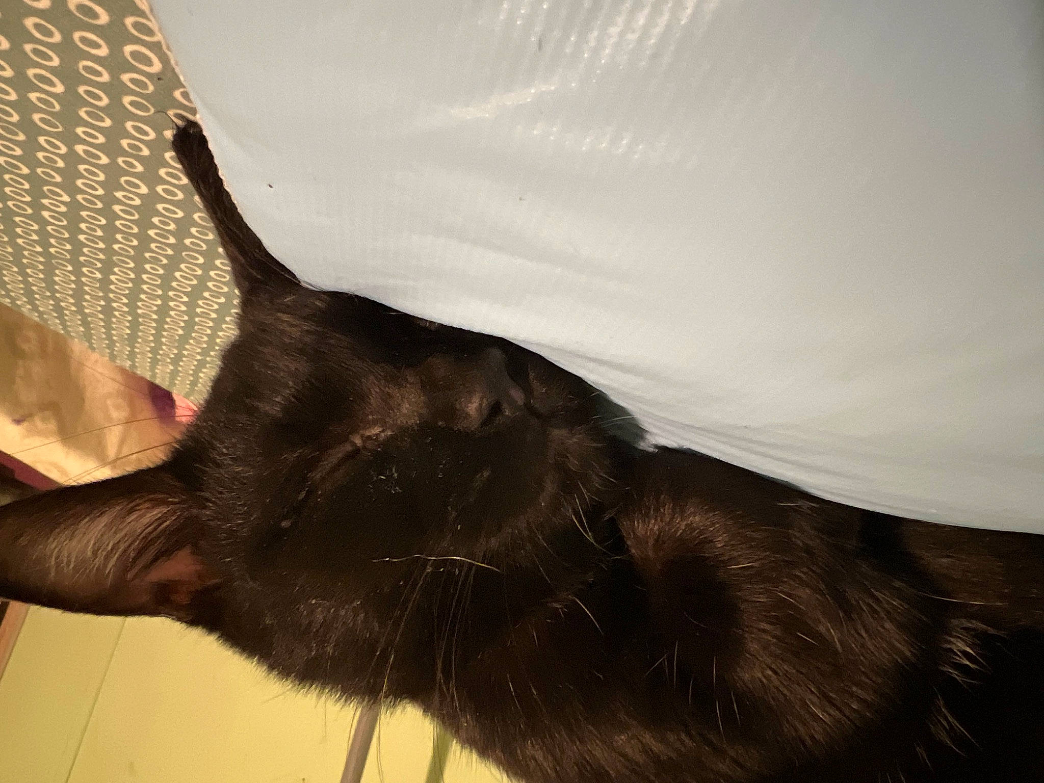 Kitkat is registered to the contest to win money with this photo: black_cat, canidae, carnivore, cat, comfort, dog_breed, ear, fashion_accessory, fawn, felidae, fur, gesture, liver, sky, small_to_medium_sized_cats, snout, sporting_group, tail, tints_and_shades, whiskers