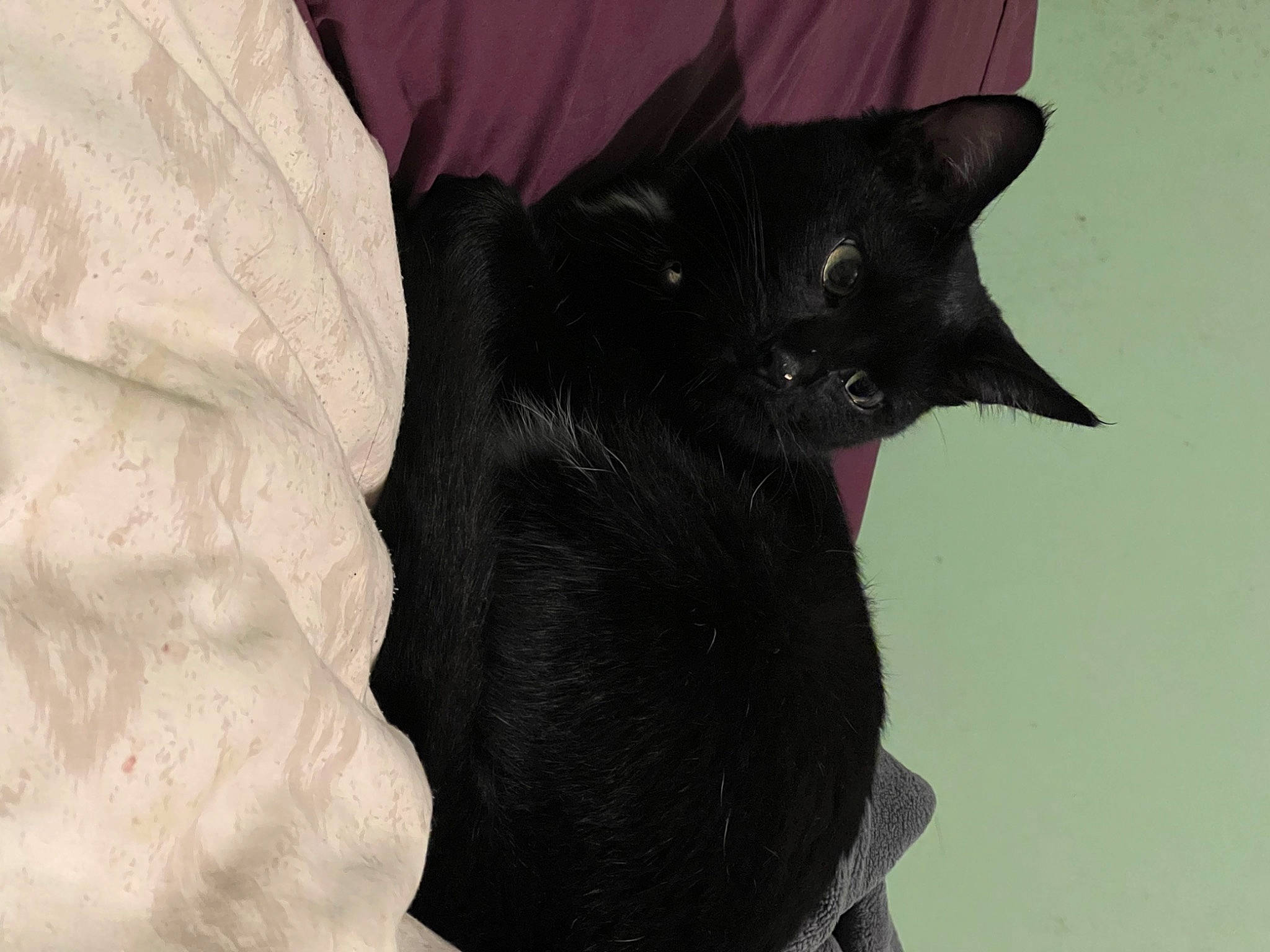 Kitkat is registered to the contest to win money with this photo: black_cat, bombay, carnivore, cat, comfort, domestic_short_haired_cat, eye, felidae, fur, grey, small_to_medium_sized_cats, snout, tail, terrestrial_animal, tree, whiskers, window