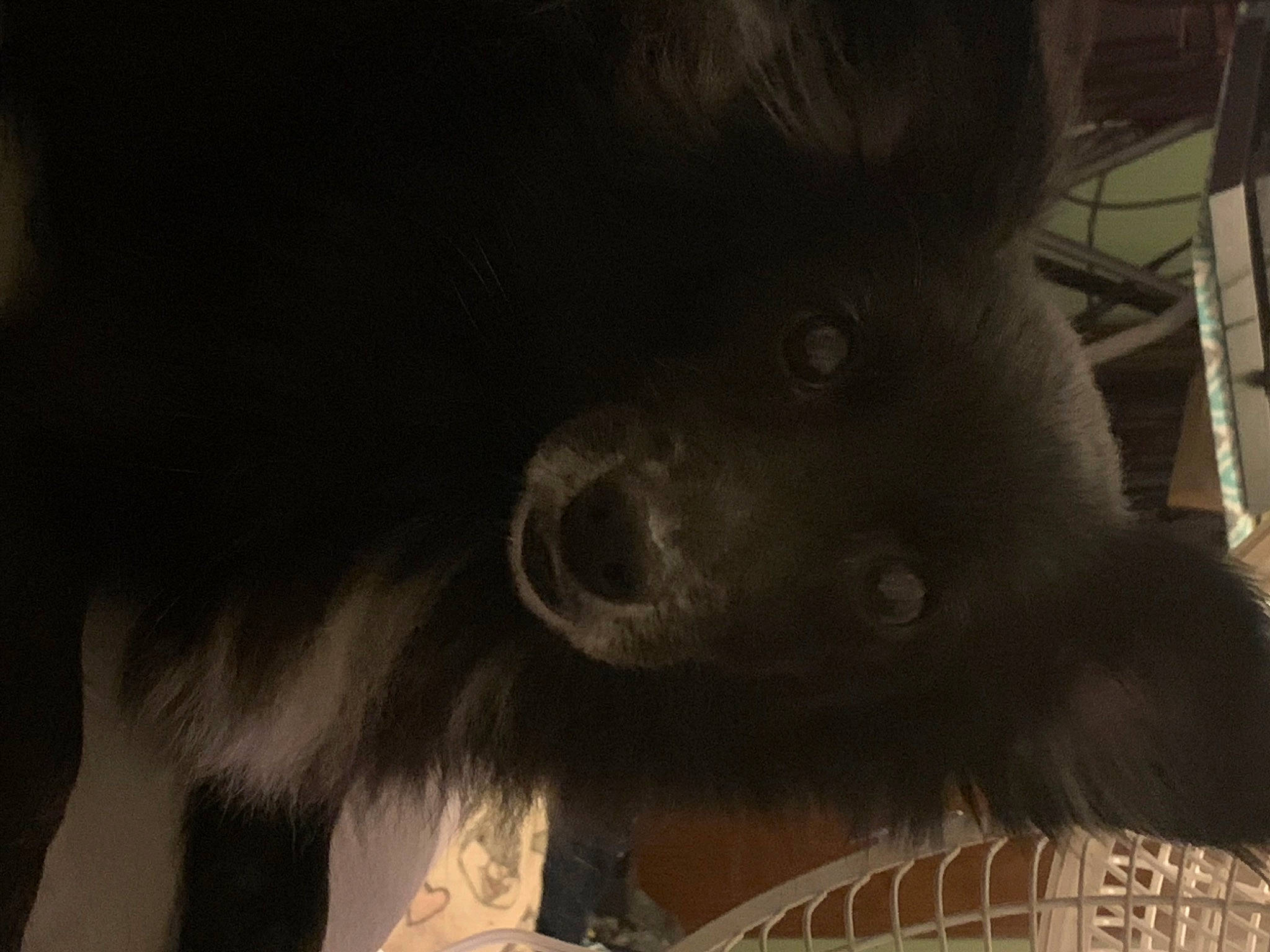 Lassie is registered to the contest to win money with this photo: canidae, carnivore, companion_dog, dog, dog_breed, ear, fang, fawn, fur, jaw, liver, non_sporting_group, snout, sporting_group, terrestrial_animal, tints_and_shades, whiskers, working_animal