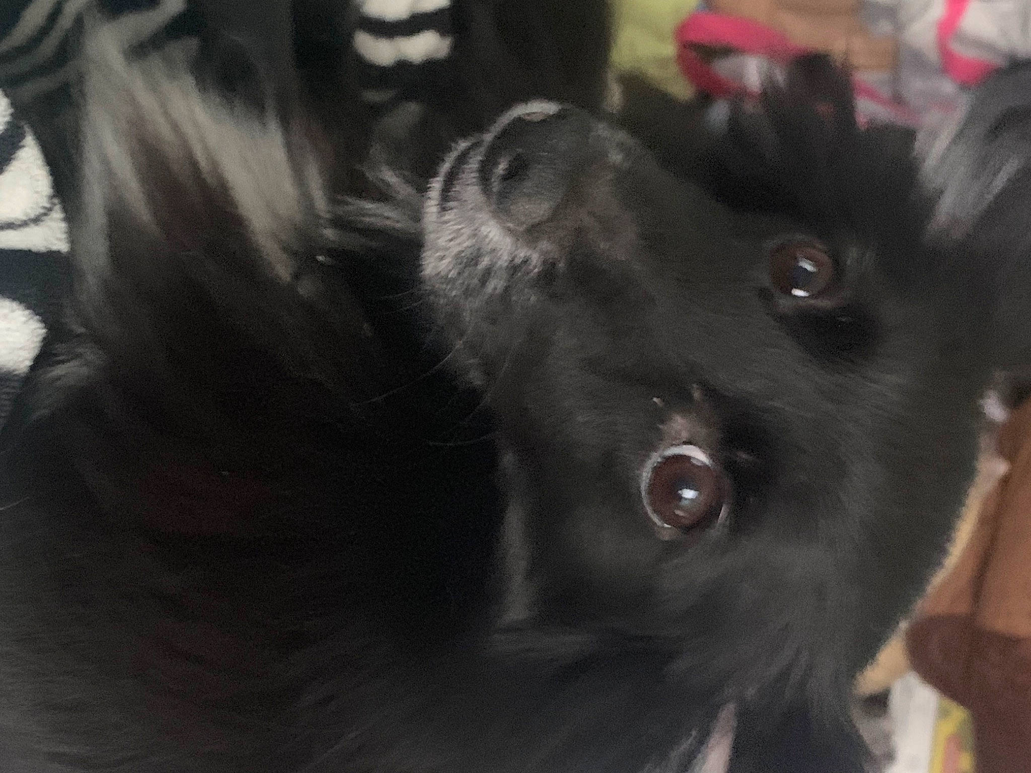 Lassie joined the competition — help win amazing prizes! black_cat, bombay, canidae, carnivore, companion_dog, dog_breed, domestic_short_haired_cat, ear, felidae, fur, jaw, non_sporting_group, paw, small_to_medium_sized_cats, snout, sporting_group, terrestrial_animal, whiskers, working_animal