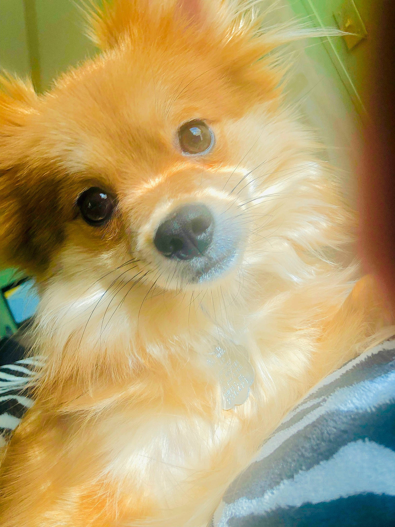 Aria joined the competition — help win amazing prizes! carnivore, close_up, companion_dog, dog, dog_breed, dog_supply, ear, fawn, fur, german_spitz, german_spitz_klein, german_spitz_mittel, pomeranian, snout, spitz, sporting_group, toy_dog, volpino_italiano, whiskers, working_animal