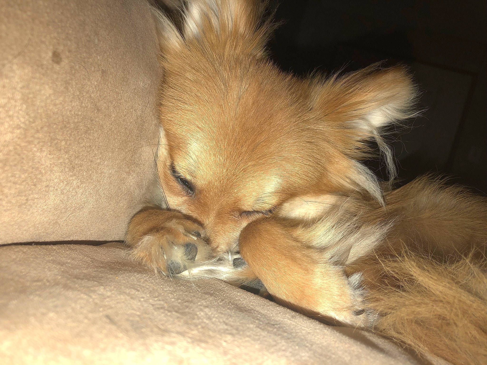 Aria joined the competition — help win amazing prizes! canidae, carnivore, claw, comfort, companion_dog, dog, dog_breed, fawn, felidae, fur, liver, nap, paw, puppy, spitz, sporting_group, tail, terrestrial_animal, toy_dog, whiskers