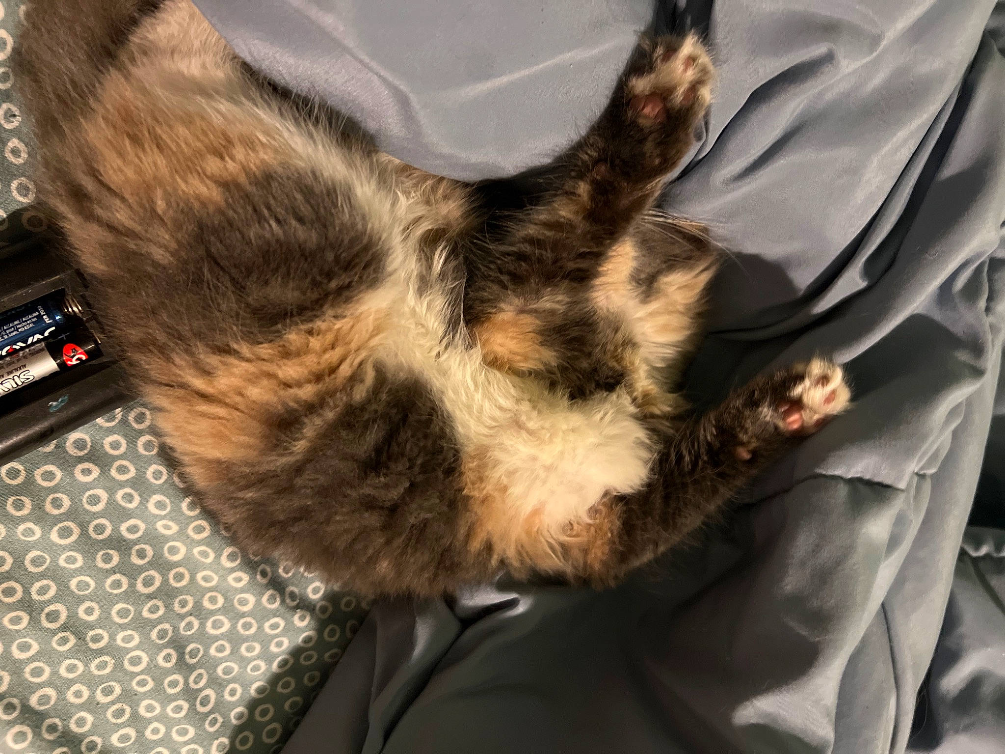 Muffin is registered to the contest to win money with this photo: canidae, carnivore, cat, claw, comfort, companion_dog, dog_breed, domestic_short_haired_cat, felidae, fur, gesture, human_leg, mammal, nap, paw, small_to_medium_sized_cats, snout, sporting_group, tail, whiskers