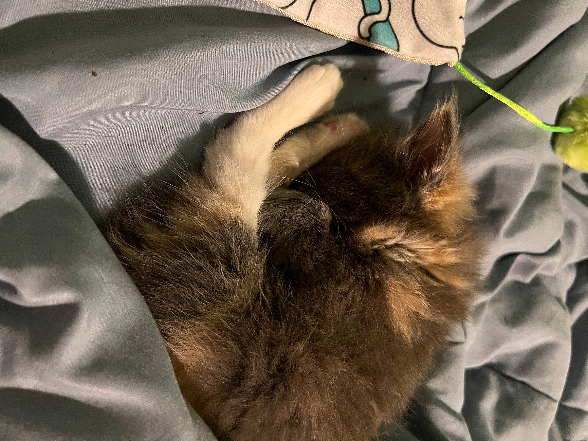 Muffin joined the competition — help win amazing prizes! bag, carnivore, cat, claw, comfort, companion_dog, domestic_short_haired_cat, fashion_accessory, felidae, fur, gesture, grey, linens, nap, pattern, paw, sleeve, small_to_medium_sized_cats, tail, whiskers