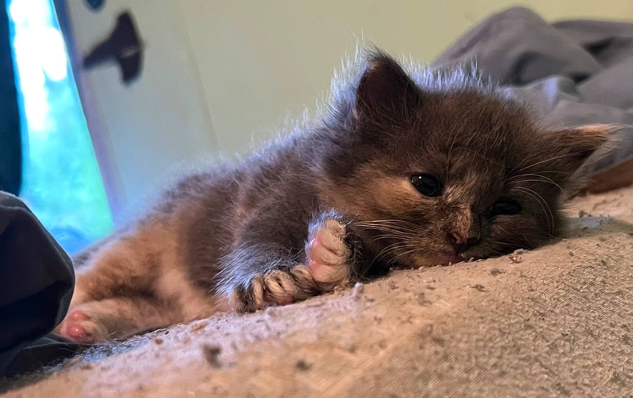 Muffin joined the competition — help win amazing prizes! black_cat, carnivore, cat, chartreux, claw, comfort, domestic_short_haired_cat, fawn, felidae, foot, fur, korat, nap, paw, russian_blue, small_to_medium_sized_cats, snout, tail, terrestrial_animal, whiskers