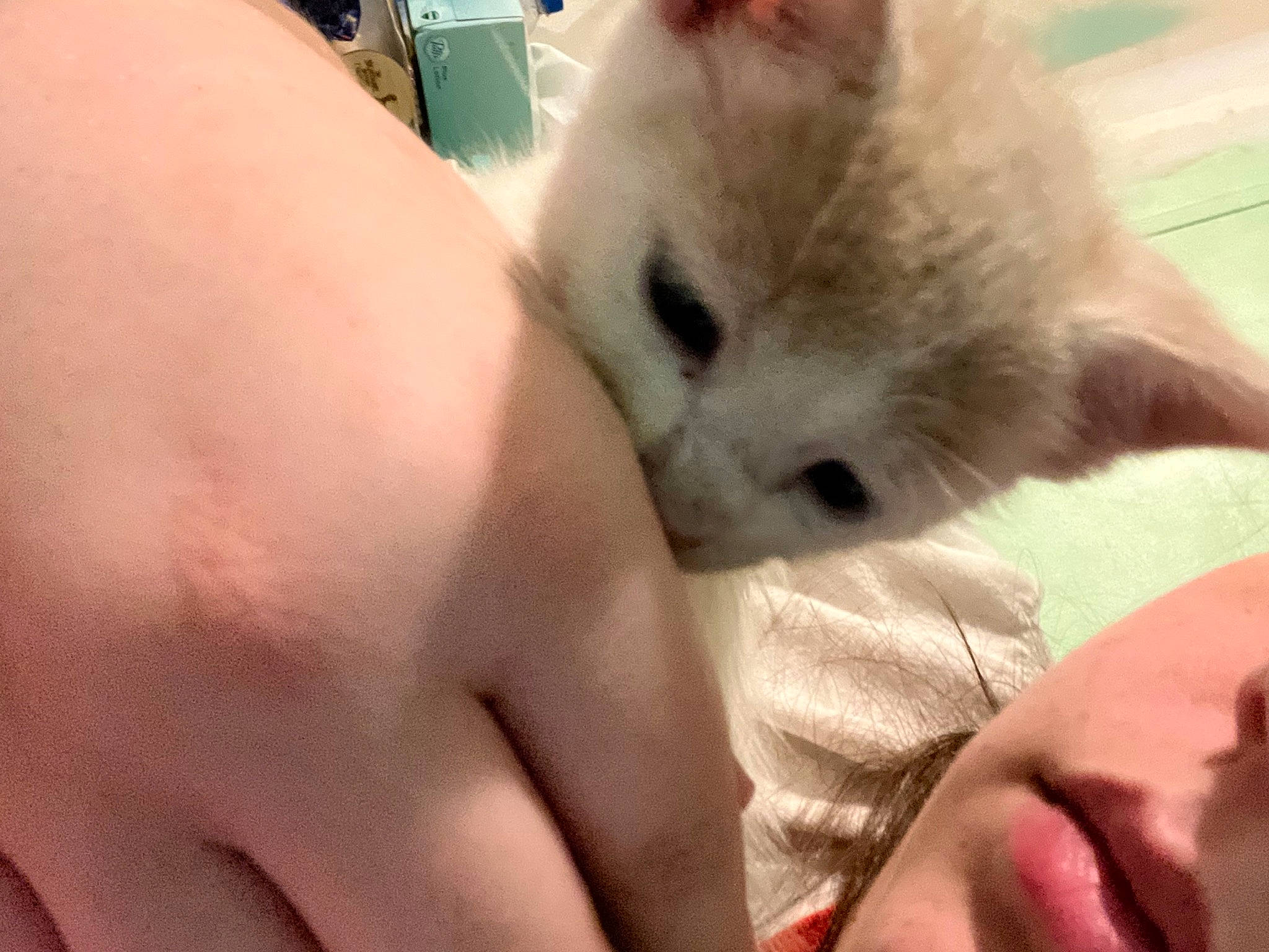 Keanu joined the competition — help win amazing prizes! carnivore, cat, claw, comfort, companion_dog, fawn, felidae, finger, fur, gesture, nail, nap, paw, sleep, small_to_medium_sized_cats, thai, thumb, whiskers