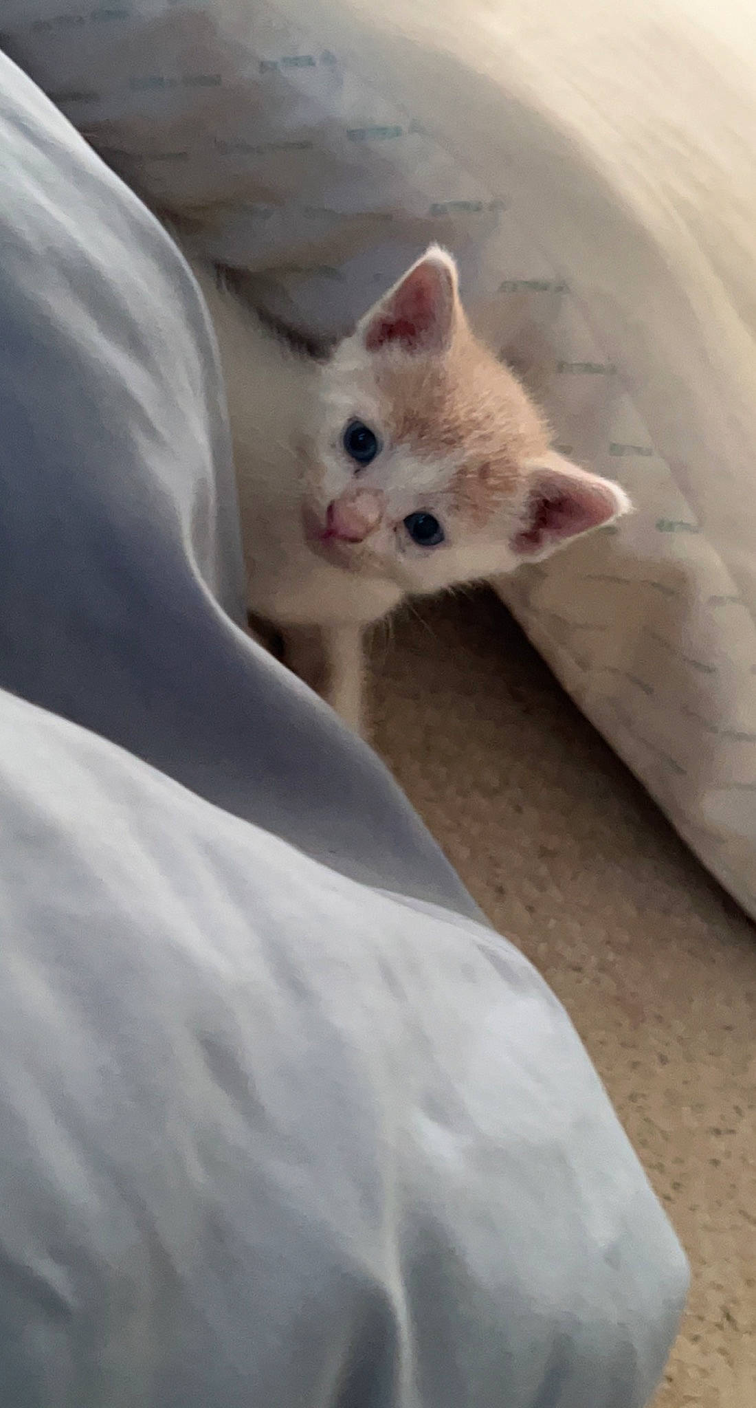 Keanu is registered to the contest to win money with this photo: carnivore, cat, comfort, domestic_short_haired_cat, fawn, felidae, fur, linens, paw, sand, sleeve, small_to_medium_sized_cats, snout, tail, terrestrial_animal, whiskers