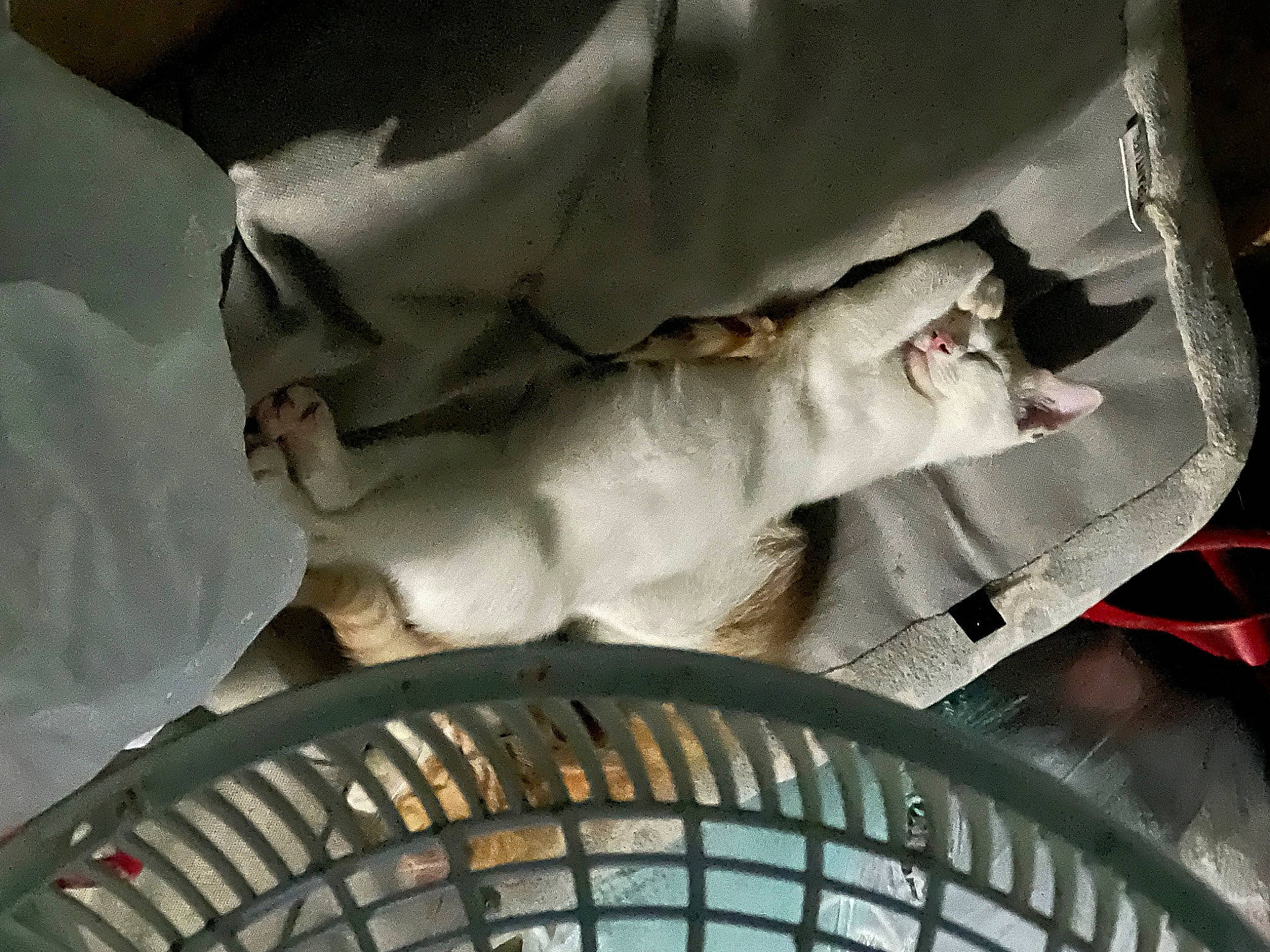 Keanu is registered to the contest to win money with this photo: art, auto_part, automotive_exterior, automotive_tire, automotive_wheel_system, building, carnivore, cat, ceiling, domestic_short_haired_cat, felidae, fur, human_leg, metal, sculpture, stairs, statue, tail, vertebrate, whiskers