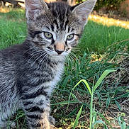 Bruce joined the competition — help win amazing prizes! kitten, cat, tabby, grass, outdoor, nature, young, animal, pet, curious, ears, eyes, fur, sunlight, greenery, ground, small, cute, whiskers, mammal