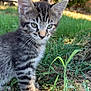 kitten, cat, tabby, grass, outdoor, nature, young, animal, pet, curious, ears, eyes, fur, sunlight, greenery, ground, small, cute, whiskers, mammal