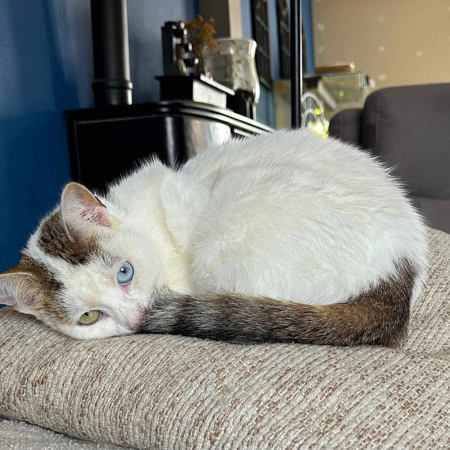 Spookie a rejoint le concours — aidez-le/la à gagner de superbes lots ! animal, blue_eye, cat, closeup, cozy, cushion, ear, feline, fur, green_eye, heterochromia, home, indoor, pet, relaxing, resting, soft_texture, tabby, tail, white_fur