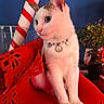animal, candy_cane, cat, close_up, cute, decorative, domestic_animal, feline, festive, glass, holiday_decor, indoor, necklace, pet, plant, portrait, red_cloth, sitting, table, white_cat