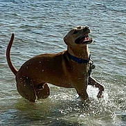 C J is registered to the contest to win money with this photo: animal, beach, canine, collar, daytime, dog, fun, happy, joy, motion, nature, outdoor, pet, playful, shore, splashing, summer, water, waves, wet