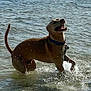 animal, beach, canine, collar, daytime, dog, fun, happy, joy, motion, nature, outdoor, pet, playful, shore, splashing, summer, water, waves, wet