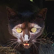 Pablo participe au concours pour gagner de l'argent avec cette photo : black_cat, cat, animal, close_up, yellow_eyes, whiskers, teeth, night, dark_background, outdoor, pet, feline, wild_look, face, portrait, curious, alert, nature, fur, muzzle