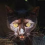 black_cat, cat, animal, close_up, yellow_eyes, whiskers, teeth, night, dark_background, outdoor, pet, feline, wild_look, face, portrait, curious, alert, nature, fur, muzzle
