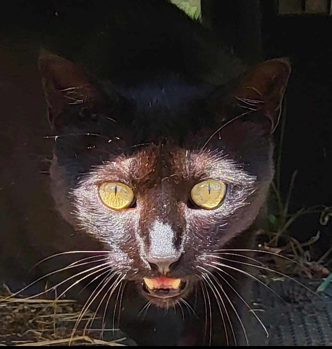 Pablo participe au concours pour gagner de l'argent avec cette photo : black_cat, cat, animal, close_up, yellow_eyes, whiskers, teeth, night, dark_background, outdoor, pet, feline, wild_look, face, portrait, curious, alert, nature, fur, muzzle