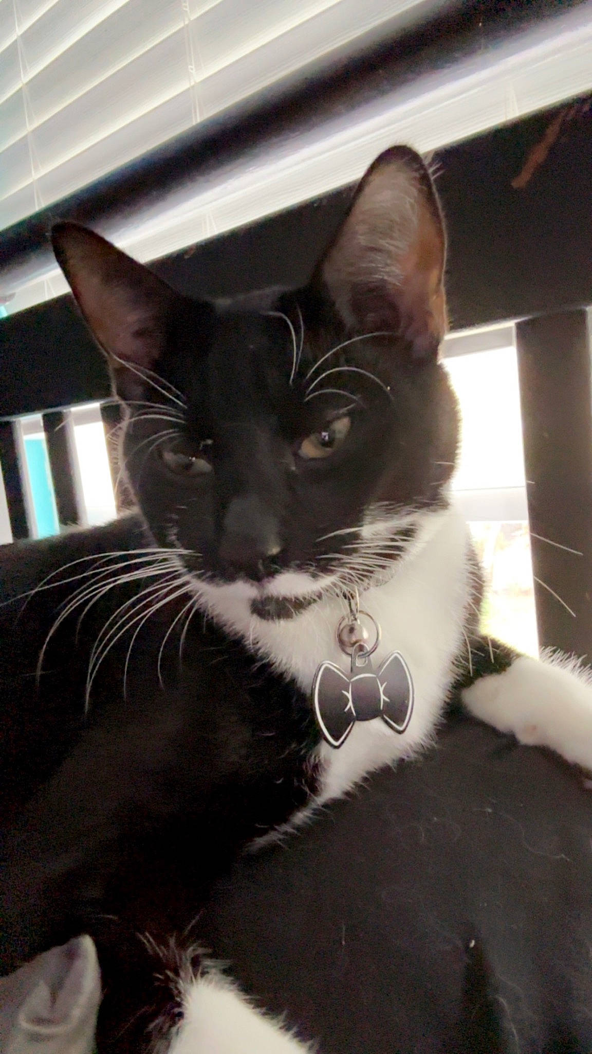 Tucker joined the competition — help win amazing prizes! black_cat, carnivore, cat, domestic_short_haired_cat, ear, eye, felidae, fur, head, human_body, monochrome, monochrome_photography, paw, small_to_medium_sized_cats, snout, tail, whiskers, window