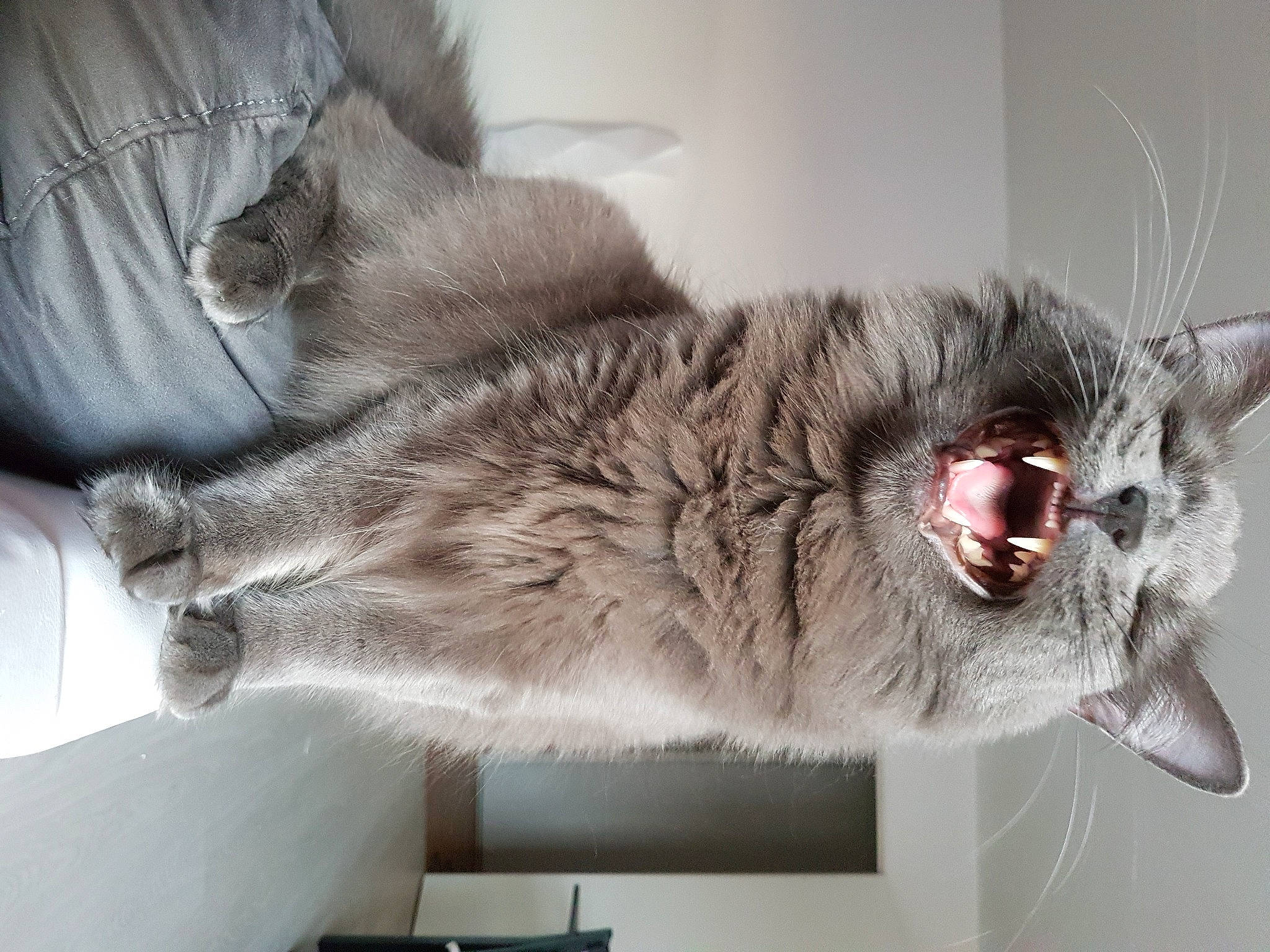 Mappy participe au concours pour gagner de l'argent avec cette photo : carnivore, cat, claw, collar, comfort, domestic_short_haired_cat, fang, felidae, fur, grey, metal, paw, small_to_medium_sized_cats, snout, tail, whiskers