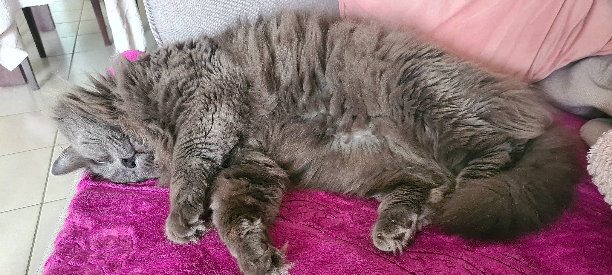 Mappy participe au concours pour gagner de l'argent avec cette photo : bed, carnivore, cat, claw, comfort, domestic_short_haired_cat, felidae, fur, grey, nap, norwegian_forest_cat, paw, sleep, small_to_medium_sized_cats, snout, tail, terrestrial_animal, whiskers