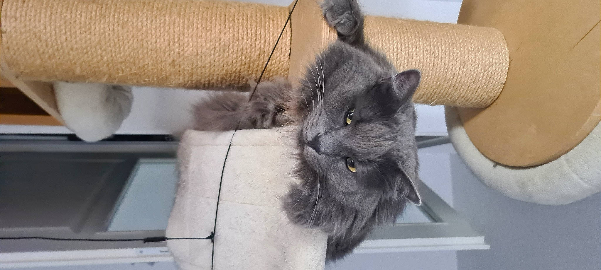 Mappy a rejoint le concours — aidez-le/la à gagner de superbes lots ! black_cat, box, carnivore, cat, cat_supply, chartreux, claw, comfort, couch, domestic_short_haired_cat, felidae, fur, grey, korat, paw, small_to_medium_sized_cats, snout, tail, terrestrial_animal, whiskers