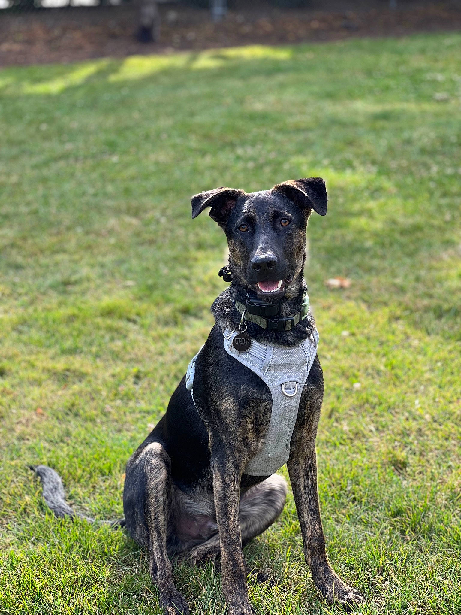 Ubbe is registered to the contest to win money with this photo: canidae, carnivore, collar, companion_dog, dog, dog_breed, dog_collar, dog_supply, fashion_accessory, fawn, grass, grassland, leash, pet_supply, pointing_breed, recreation, snout, sporting_group, tail, working_animal