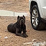 Shadow joined the competition — help win amazing prizes! dog, black_dog, lying_down, dirt_ground, vehicle, car_tire, fence, outdoor, ears_cropped, pet, animal, resting, canine, muddy, daylight, large_dog, guard_dog, watchful, quiet, serious_expression