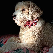 Daisy Mae is registered to the contest to win money with this photo: dog, curly_fur, bow_tie, floral_pattern, blanket, pet, portrait, side_view, indoor, soft_light, animal, cute, domestic_animal, fur_texture, resting, close_up, mammal, companion, calm, decor