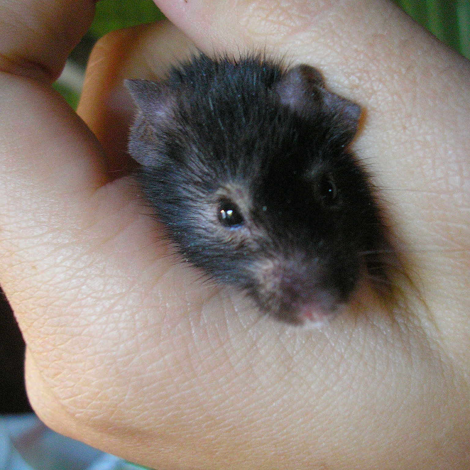 BALOO