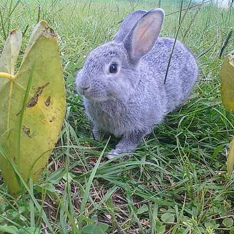 LOLA