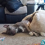 Ryker joined the competition — help win amazing prizes! blanket, brown_dog, carpet, comfort, couch, dog, ear, floor, furniture, household, indoor, living_room, nose, pet, plush_bed, relaxing, resting, sleeping, toy, white_paws