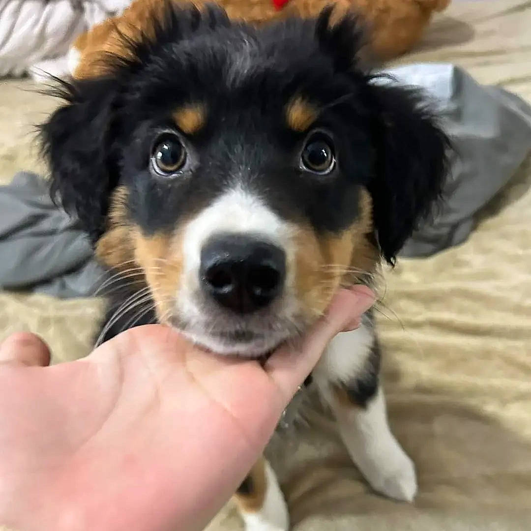 Sersi is registered to the contest to win money with this photo: australian_collie, ball, bernese_mountain_dog, canidae, carnivore, chair, companion_dog, dog, dog_breed, fur, giant_dog_breed, herding_dog, paw, snout, sporting_group, terrestrial_animal, toy_dog, whiskers, working_animal, working_dog